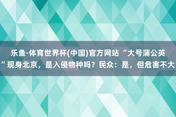 乐鱼·体育世界杯(中国)官方网站 “大号蒲公英”现身北京，是入侵物种吗？民众：是，但危害不大